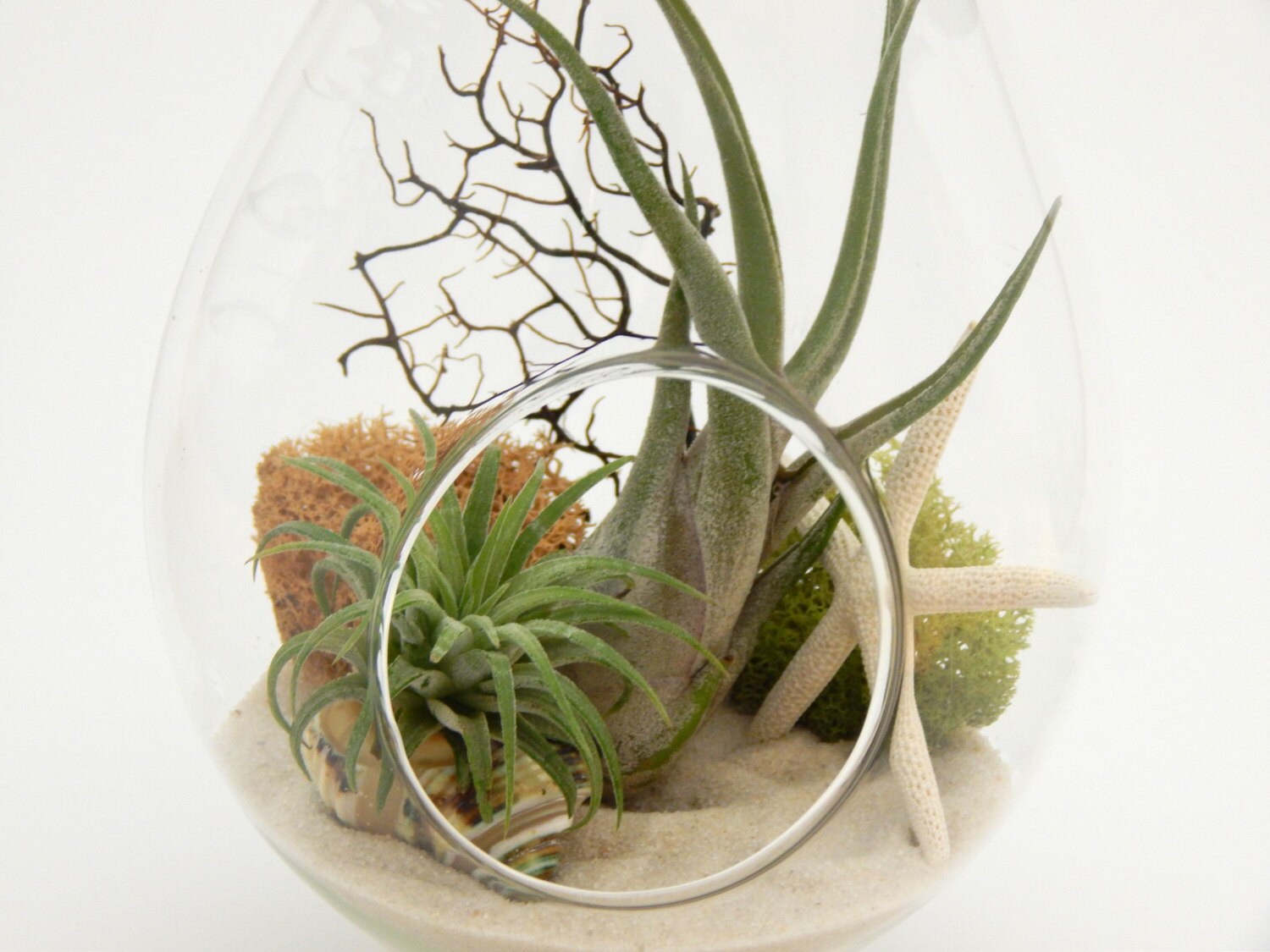 Nautical Air Plant Terrarium with Sea Fan Moss Sea Shells