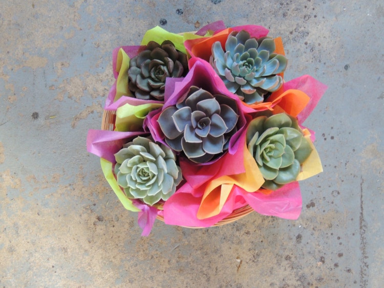 Succulent Gift Basket by SucculentlyUrban on Etsy