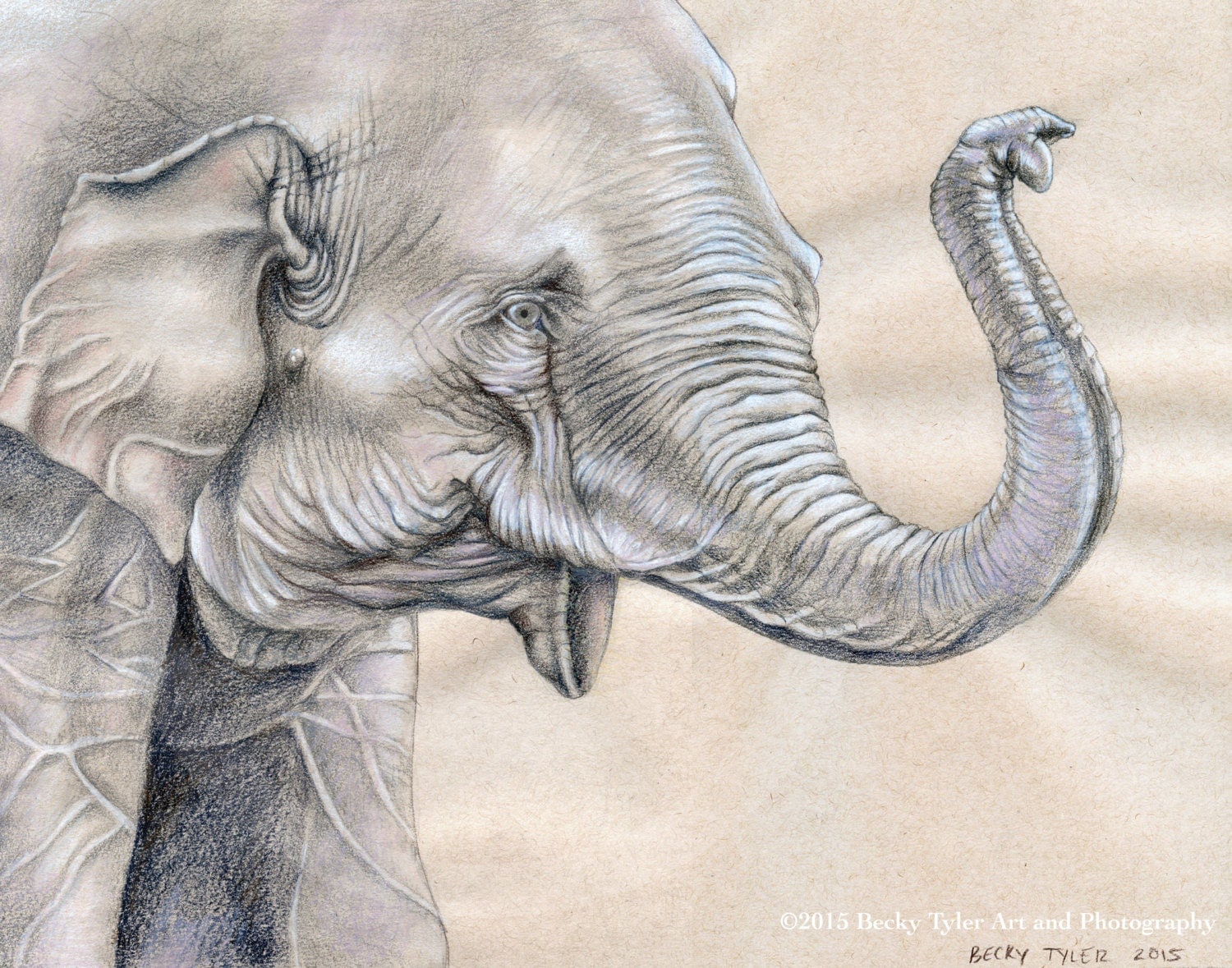 Asian Elephant Original Drawing