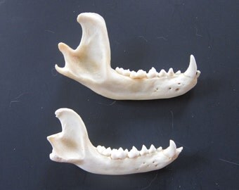 Racoon jaw bone Taxidermy knife handle teeth Claws Coyote craft making