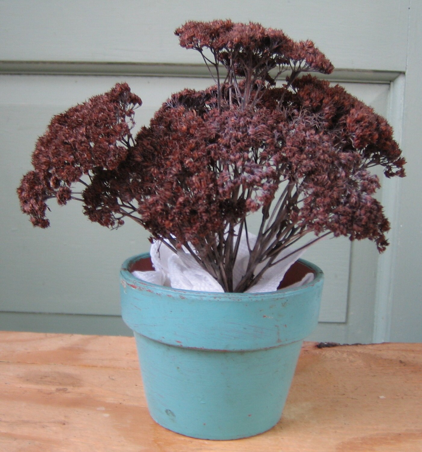 Dried All Natural Sedum Flowers Sedum Autumn Joy Floral