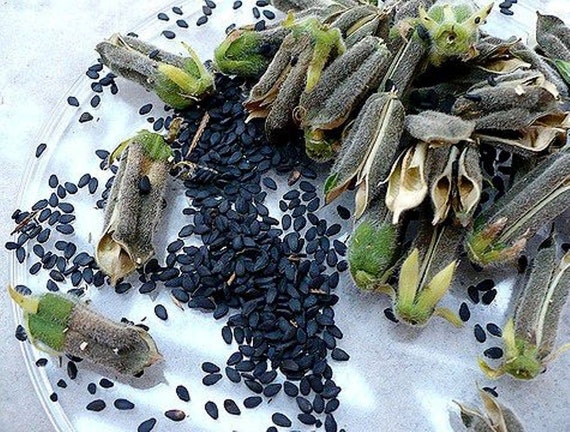 Black Sesame Plant seeds Easy to Grow.Organic Fresh
