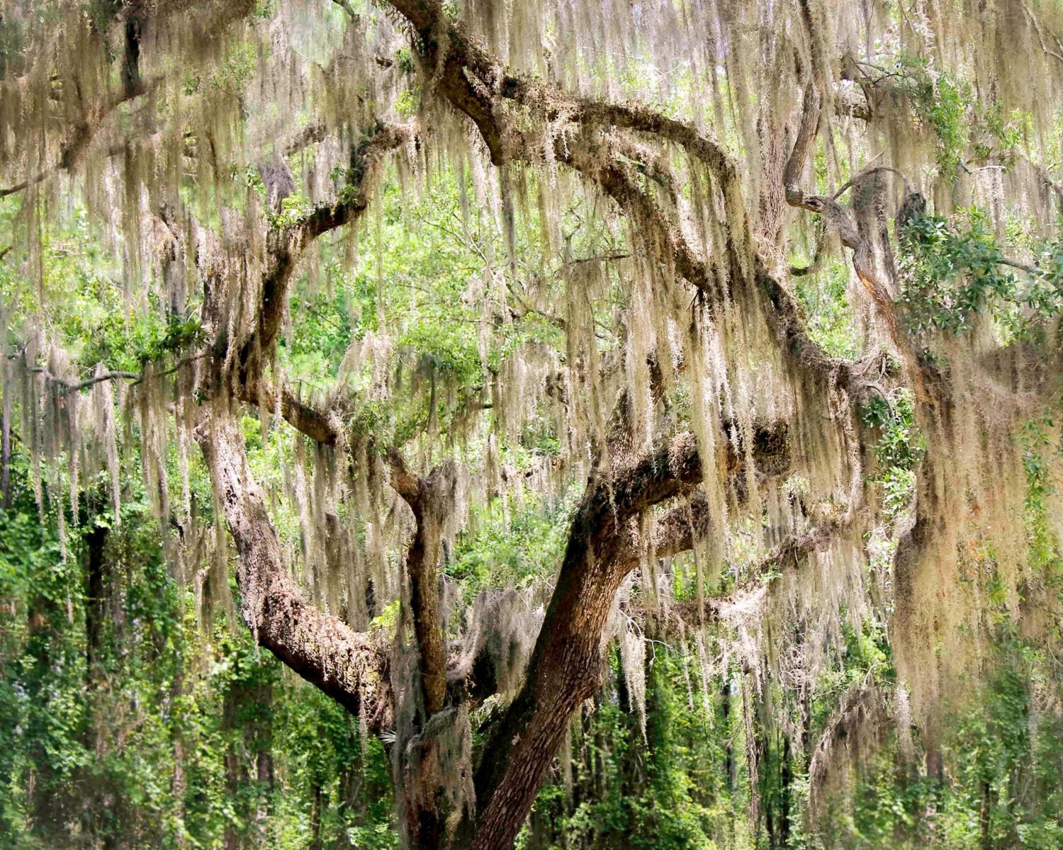 Charleston Art Spanish Moss Live Oak Tree by PausePicture on Etsy