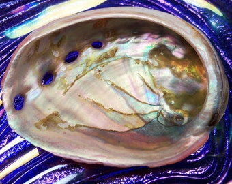 Small Abalone Shell - Offering Dish 2-3" Red Abalone Sea Shell - Use for Burning Smudge, Incense, Palo Santo, or use as an Offering Dish