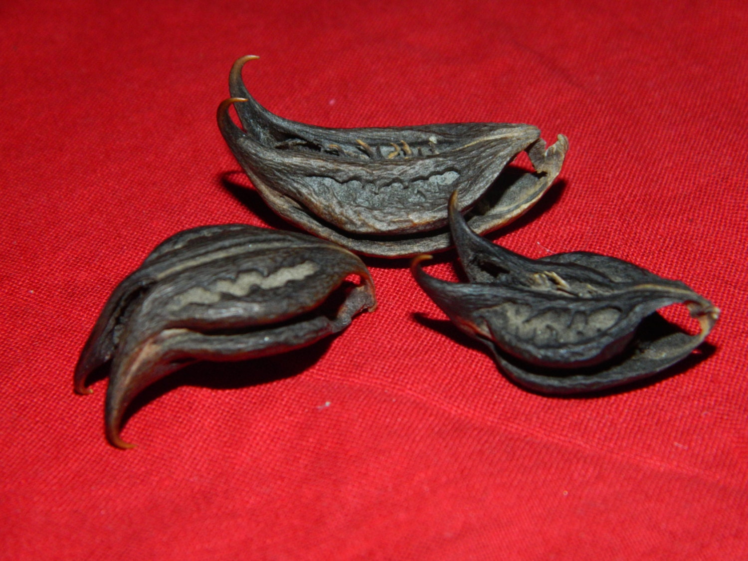 Bats Head Root 1 Root