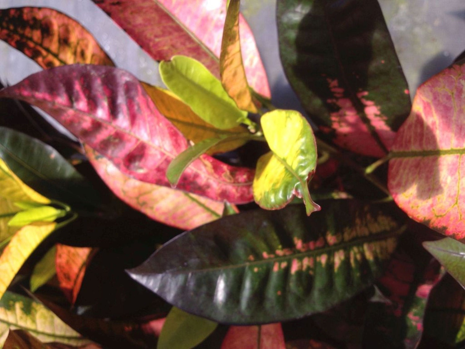 Tropical Croton Plant Iceton Colorful Foliage Yellow Pink