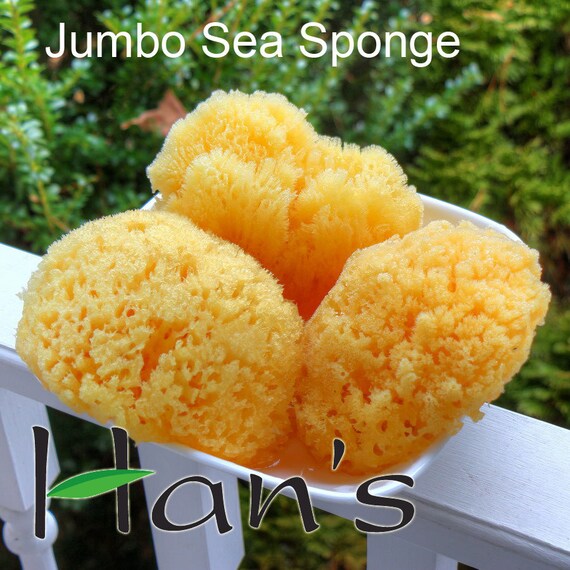 On Sale Natural Sea Sponge 45/56 Jumbo Premium