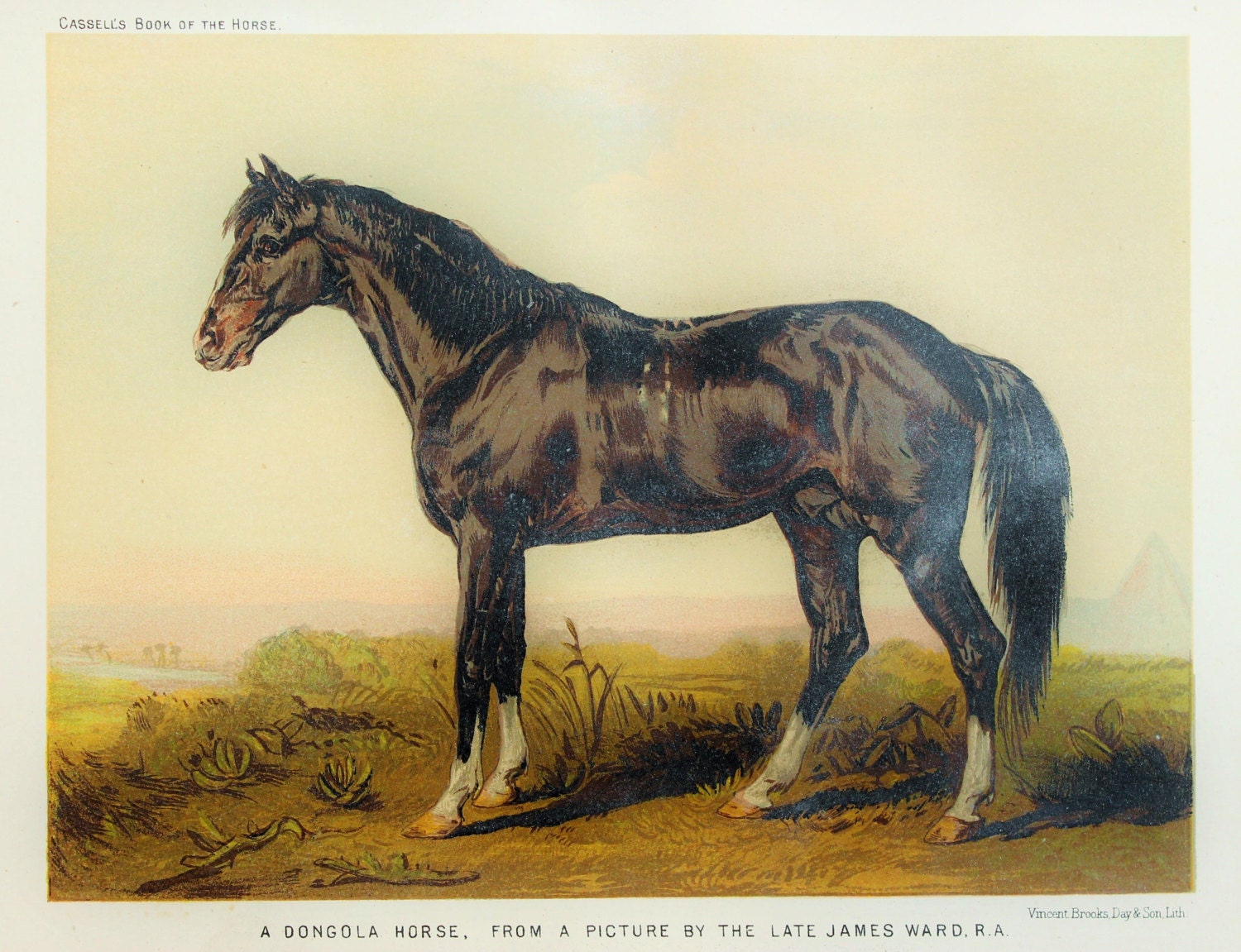 Antique Horse Print Black Dongola. Victorian Chromolithograph