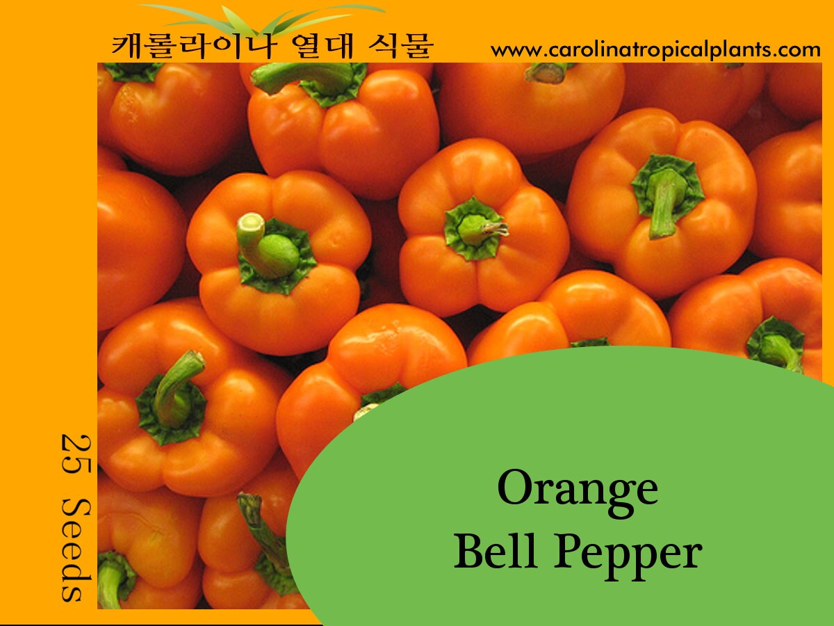 Orange Bell Pepper Seeds 25