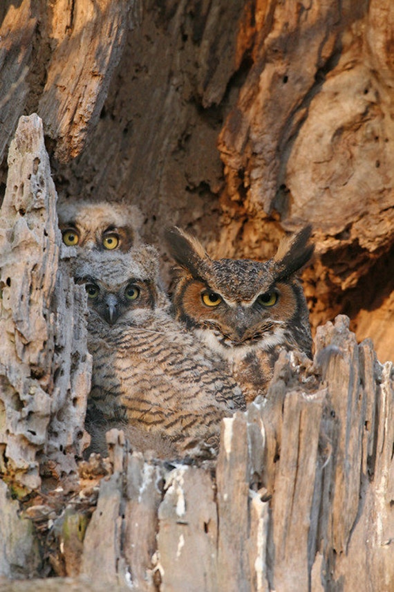 Great Horned Owl Nest Cavity Photo, Wild Owl Photo, Cabin Decor Wildlife, Family Photo, Bird Photography