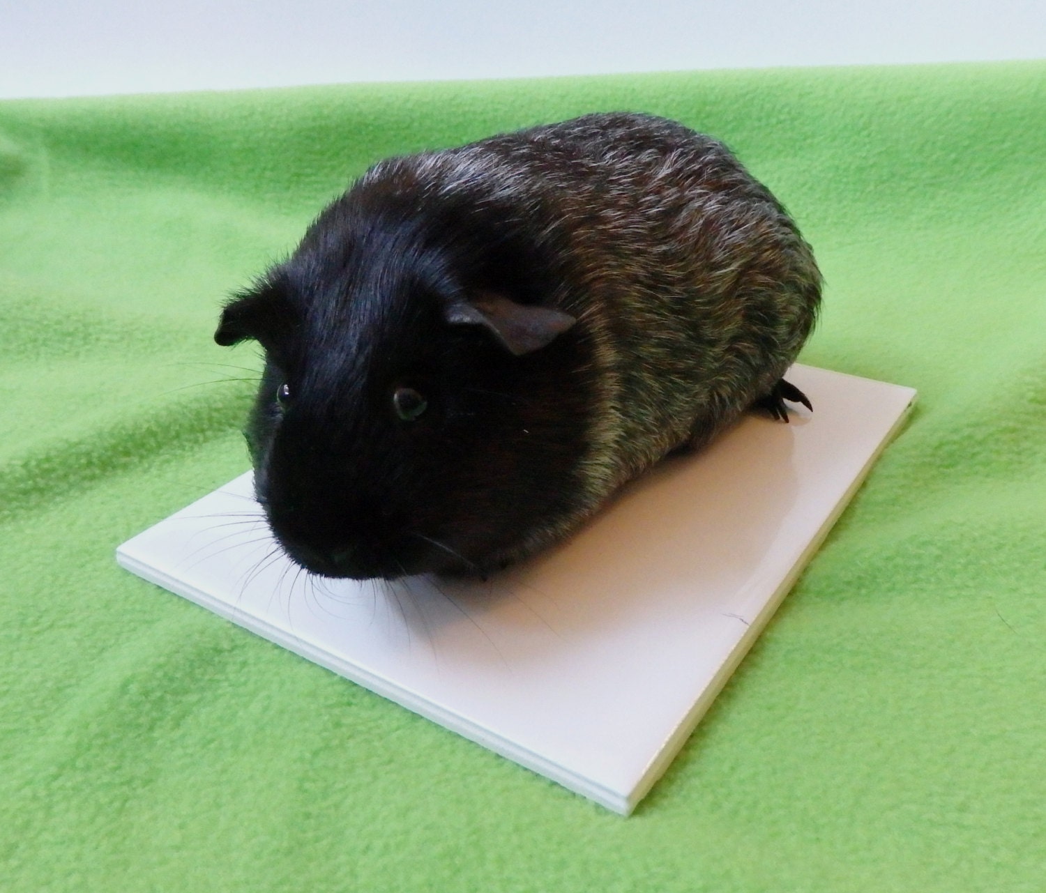 Porcelain Cooling Tile for Rabbits Guinea Pigs or by SquigglyPigs