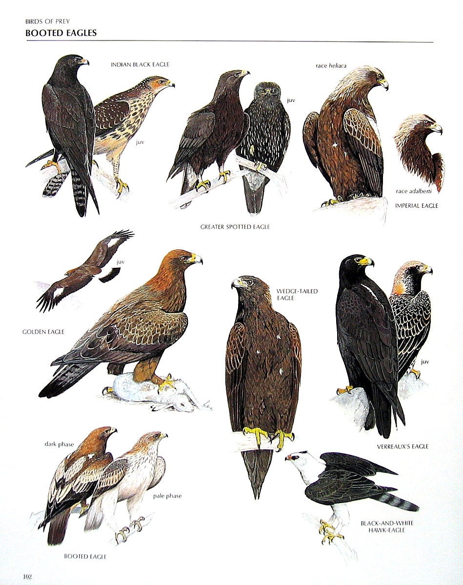 Vintage Bird Print Indian Black Eagle Golden Eagle Greater