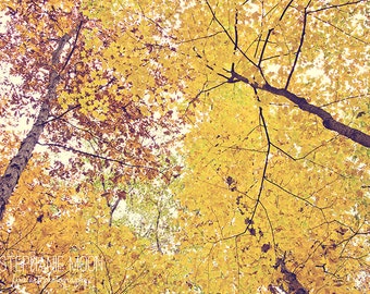 Nature Photography, Forrest Print, Autumn Trees Print, Autumn Home Decor, Look Up