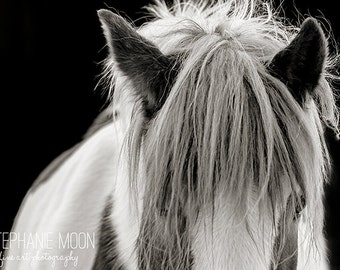 Horse Photography, black and white horse photography, fine art equine photography, Horse Poster, Horse Picture