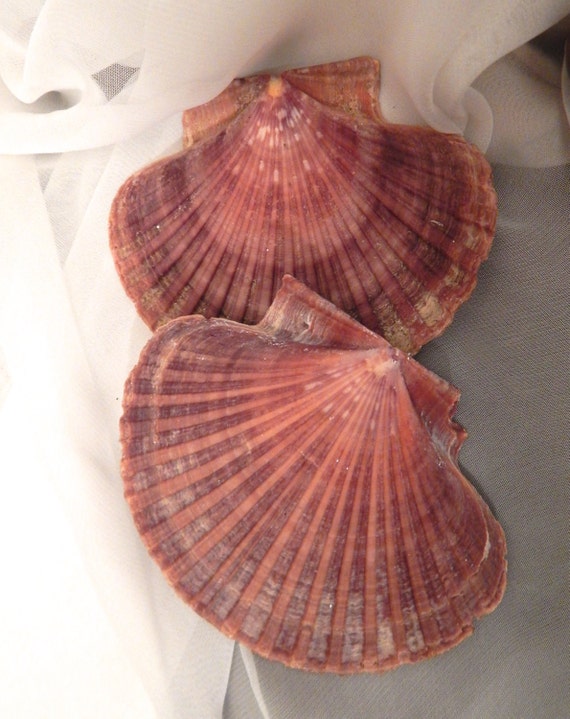 Large Natural Fan Shaped Shell Scallop Shell with or without