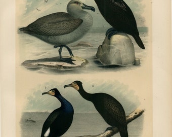 1881 antique BIRDS of NORTH AMERICA, seagulls, cormorant, 131 years old gorgeous large print.