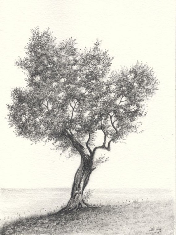 Olive Tree Drawing