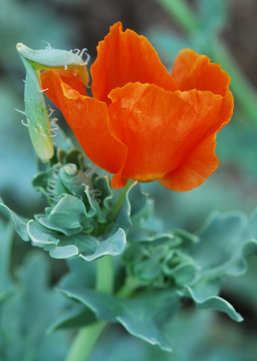 Horned Poppy Seed Sea Poppy Glaucium Seeds Native Plant