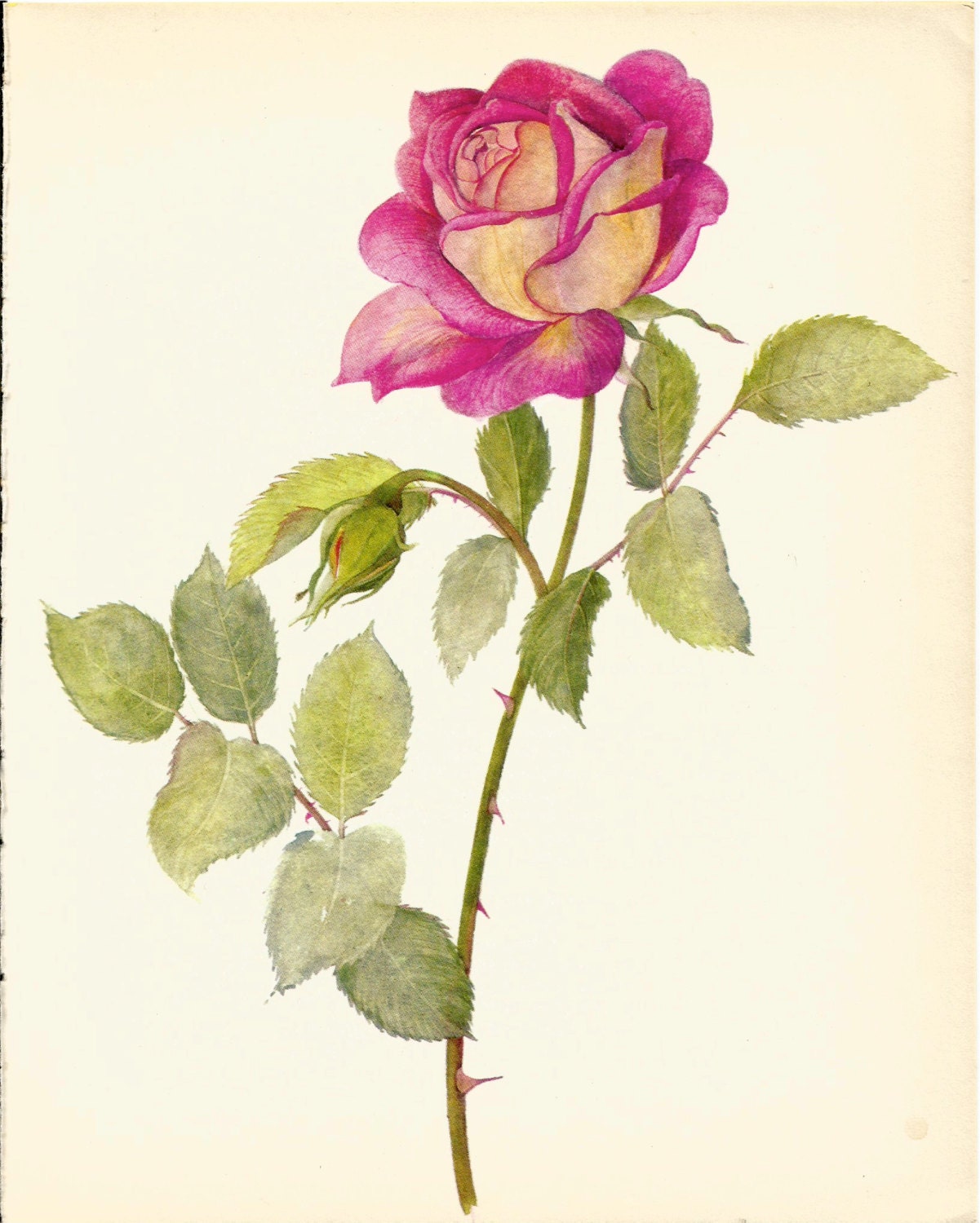 Gorgeous ANTIQUE ROSE ILLUSTRATION Pink Rose Antique 1965