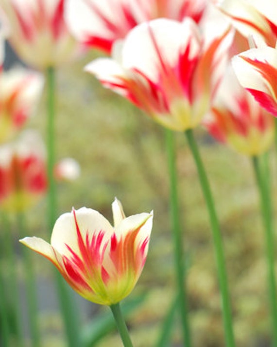 Spring Candy Cane Tulips Photography // by NRulffPhotography