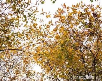 Instant Digital Download Fine Art Photography 'Autumn Trees' Fall Leaves Printable