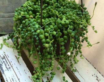 Hanging String of Pearls Basket 6" Pot Succulent Treasures Senecio Rowleyanus