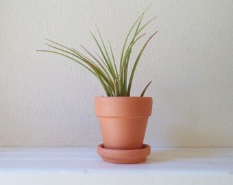 GEILE OMA SUCHT IHN REIFE FOTZEN FICKEN Suche ältere frau für sex transe paderborn