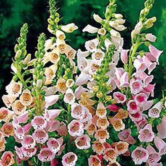 Digitalis Purpurea 300 Seeds The Shirley Giant Foxglove