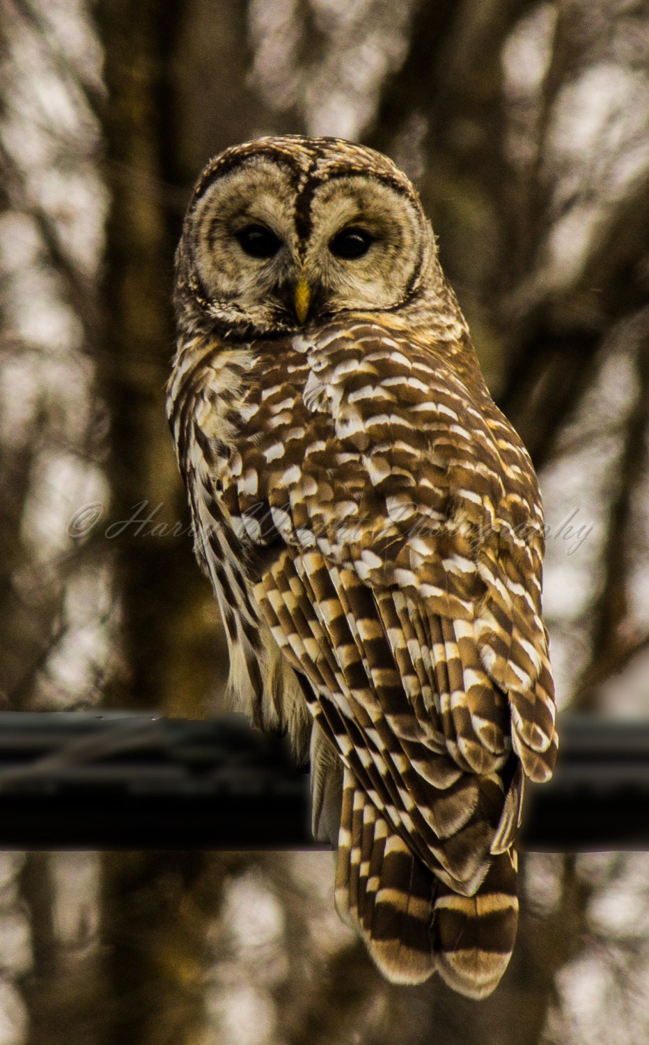 Wildlife Photography New Hampshire Owl by HWrightPhotograpy