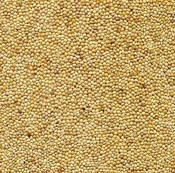 dove proso millet seed dove proso millet seed