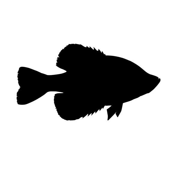 Crappie Vinyl Decal