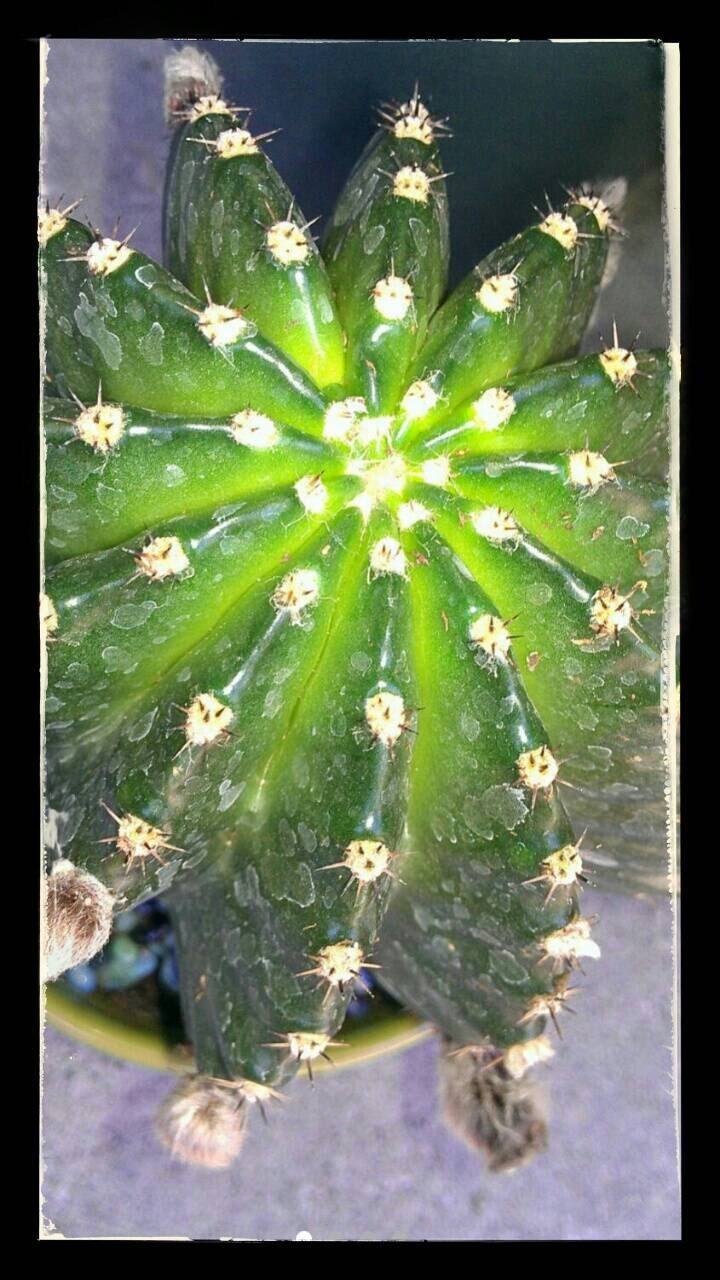 Echinobivia Rainbow Burst Cactus by addictedtosucculents ...