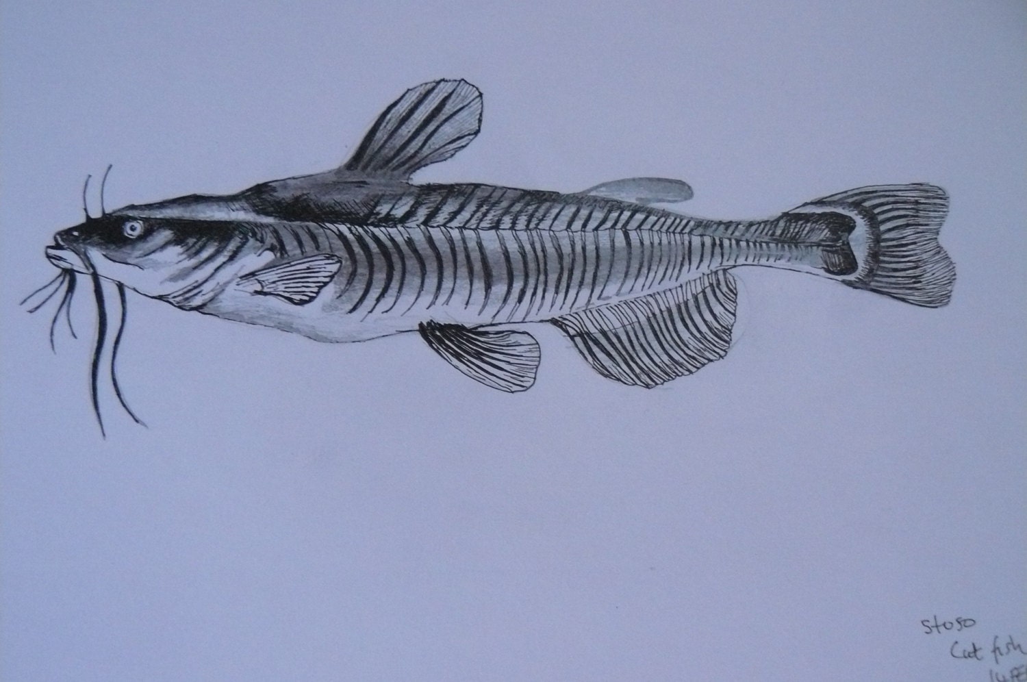 Cat Fish Black Ink With Pencil Shading Drawing By Stusoart On Etsy