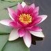 Priya