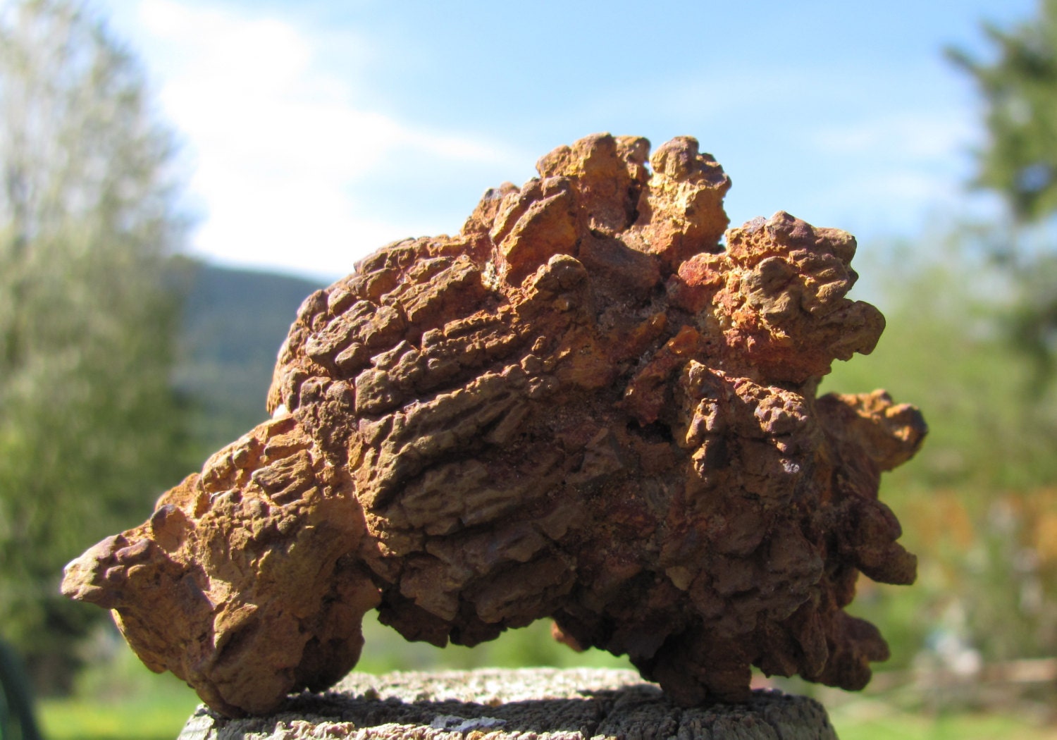 petrified feces