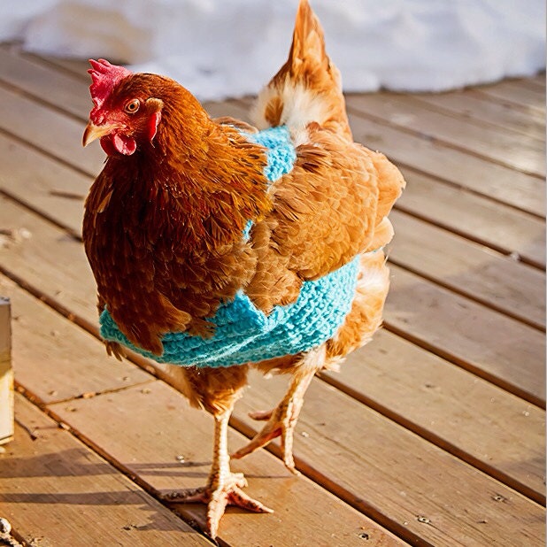 Chicken sweater chickens hens hen sweater sweaters