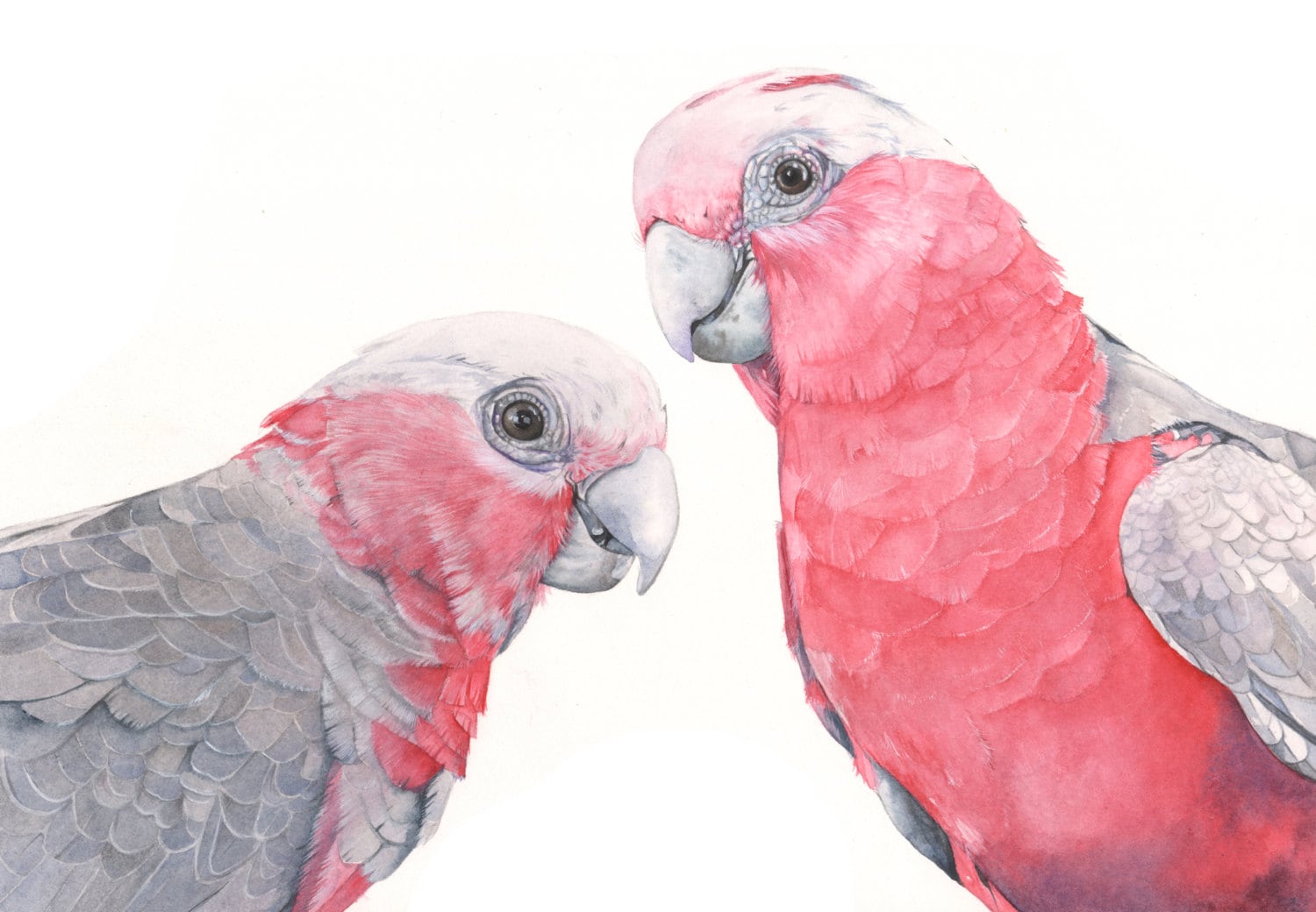 Galahs print of watercolor painting G2315 A3 size largest