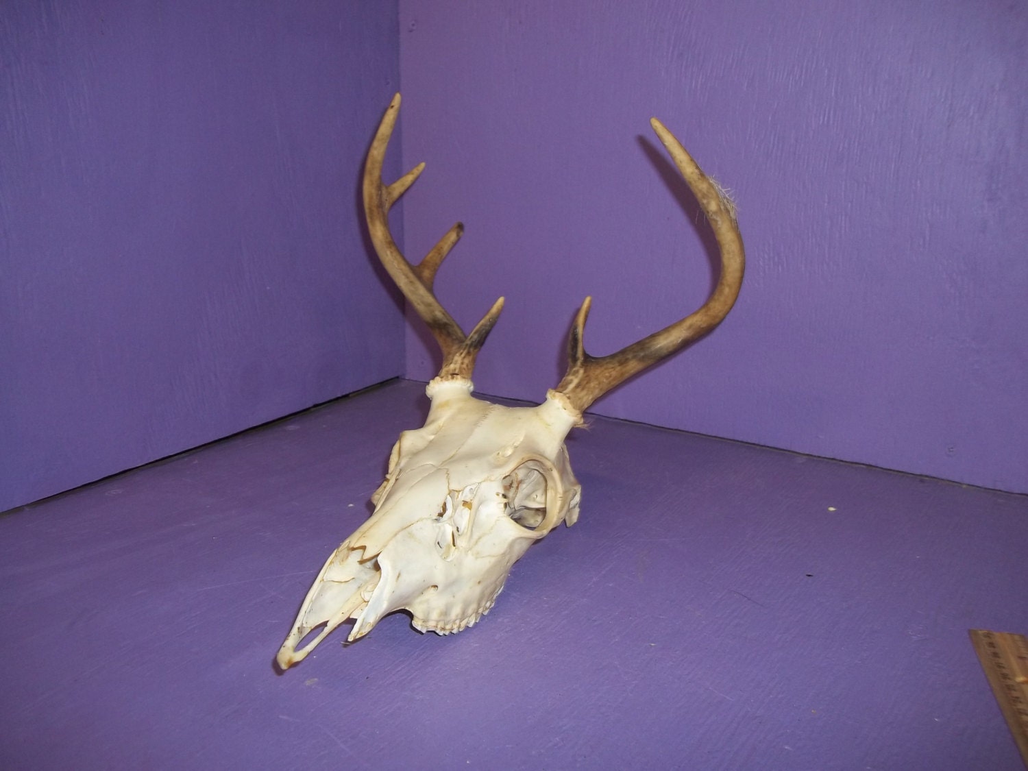 1 Real Bone Animal Part Deer Skull With Antler Horn Head