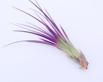 Purple Tricolor