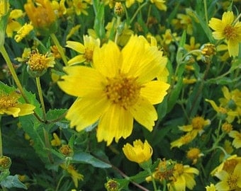 500 Earlybird Nyger, Nyjer Guizotia Abyssinica Flower Seeds