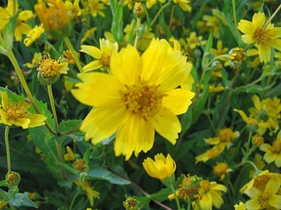 100 Earlybird Nyger Nyjer Guizotia Abyssinica Flower Seeds