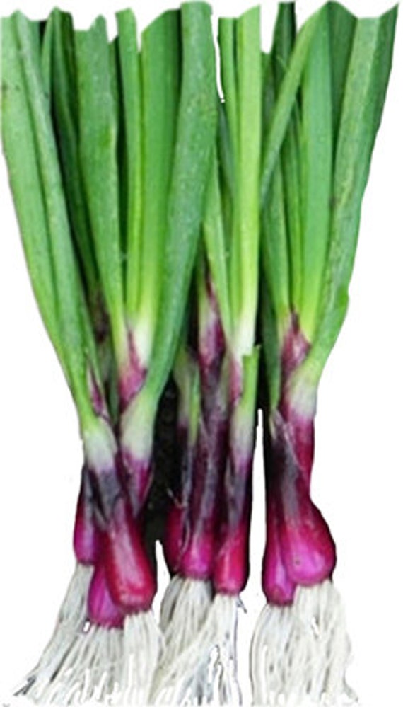 Onion Seeds Scallions Deep Purple Bunching Onions