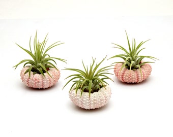 Trio Pack Air Plant with Pink Sea Urchins / Nautical Tillandsia Gift / 3 Airplants