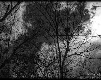 Black and White, Birds in The Trees, Taurus/Scorpio Full Moon, November, Samhain, Witches, Pagan wall art, Birds on branches, grainy