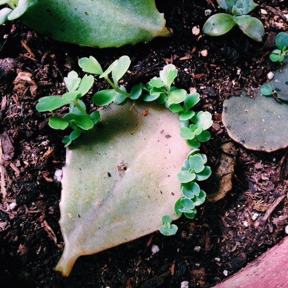 Organically Grown Lavender Scallops Kalanchoe by ...