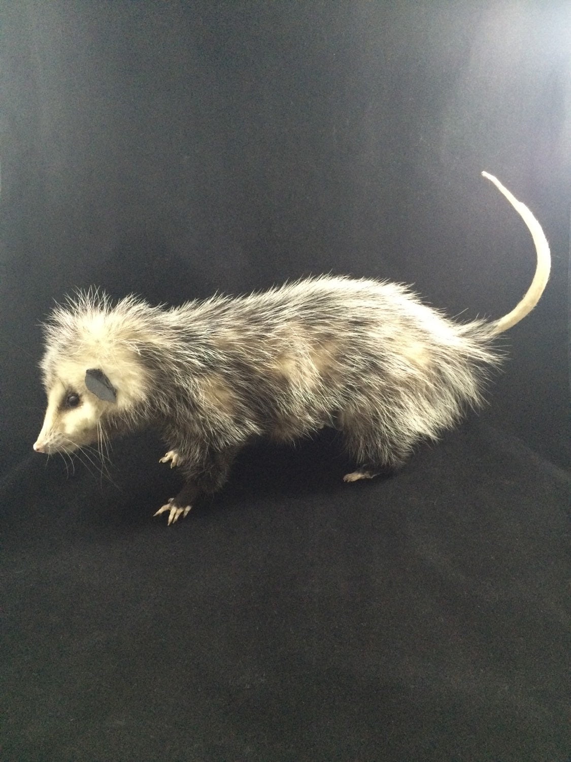 stuffed opossum taxidermy