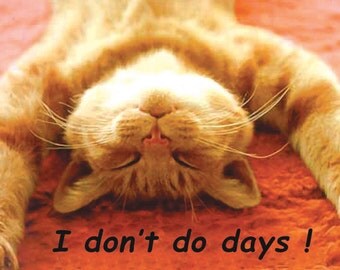 Don't Do Days Ginger Cat Fridge Magnet 7cm by 4.5cm,