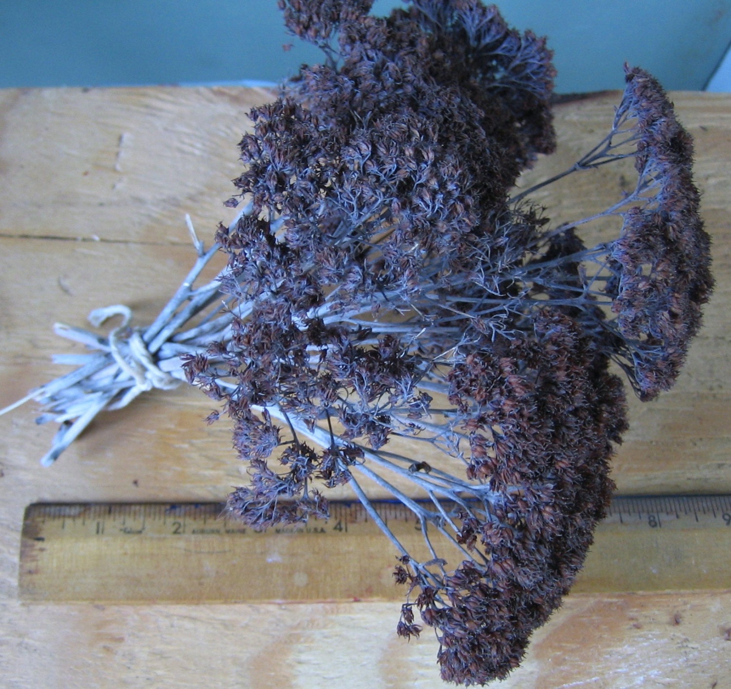 Dried All Natural Sedum Flowers Sedum Autumn Joy Floral