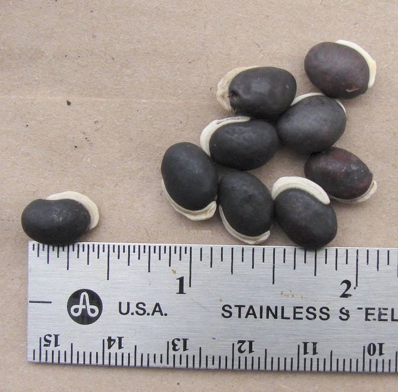 Valor Bean Seeds Lakshmi Dolichos Labla Bean, High yielding, bush