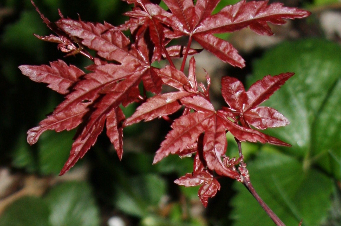 Live Beni Komachi Bright Red Japanese Maple by TheMapleTreeLady